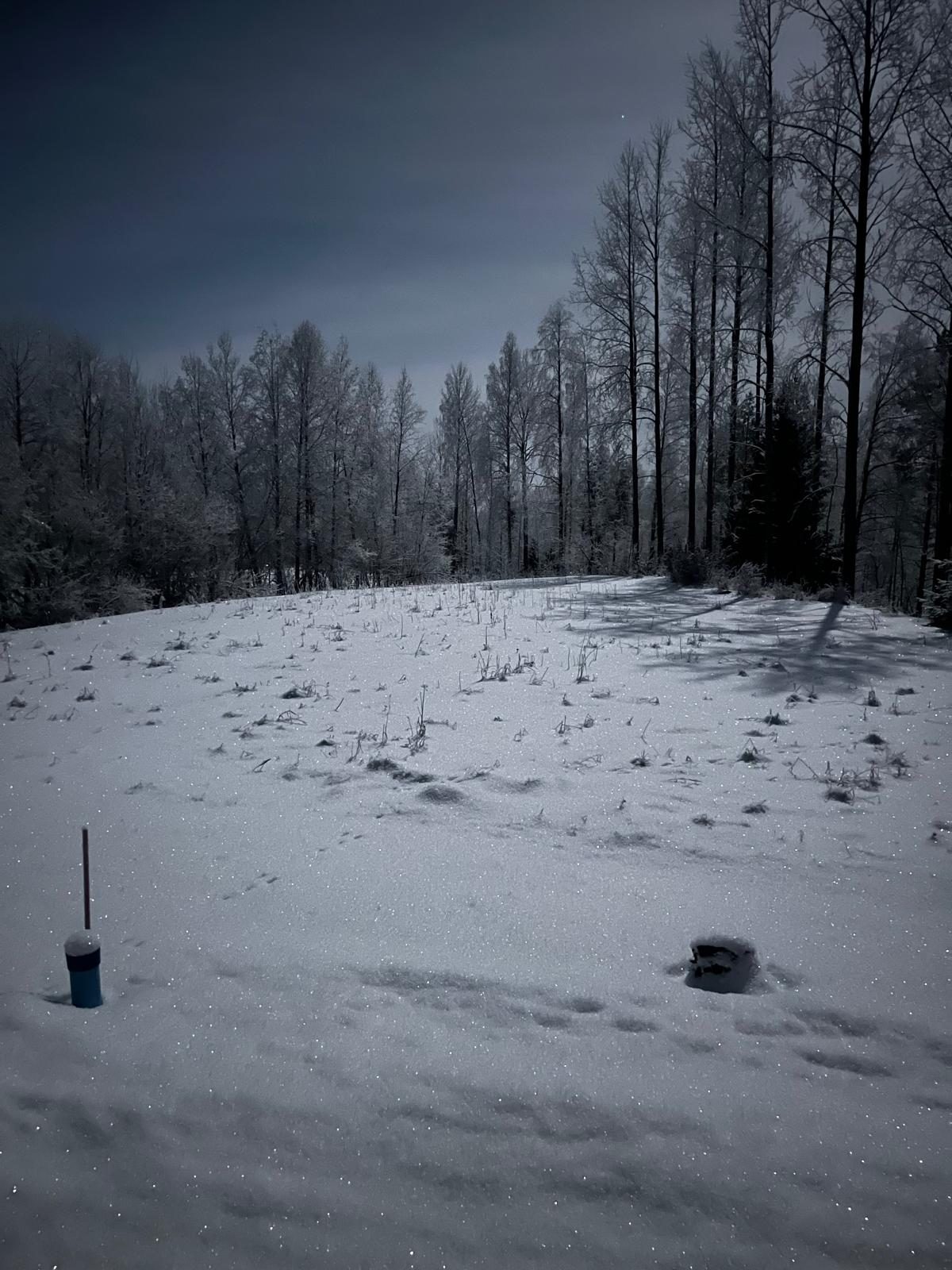 Ensilumi peittää aukean koivikon reunassa