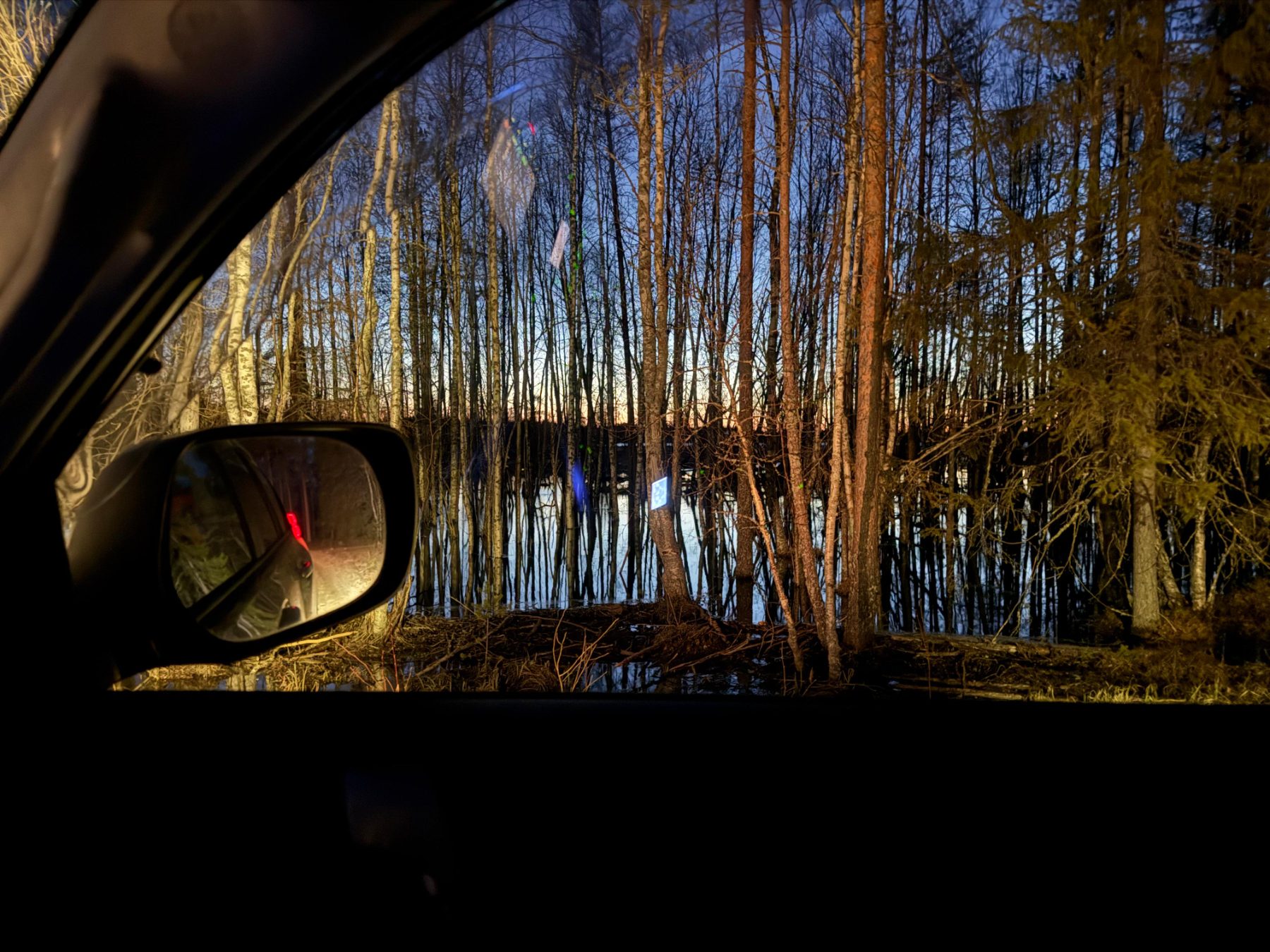 Kevätaurinko paistaa koivikossa