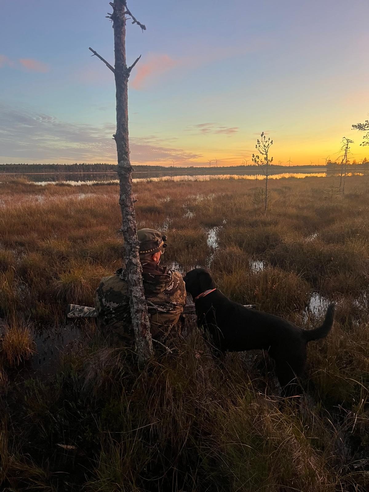 Koira suolla auringonlaskun aikaan