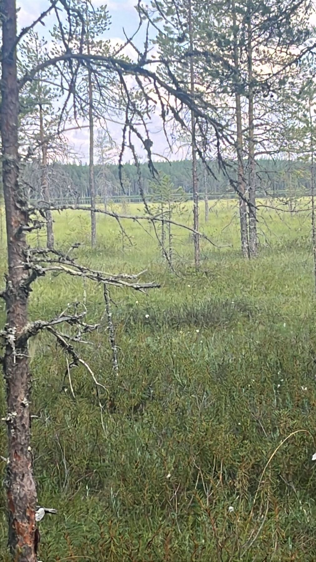Kesäinen suomaisema männikön reunassa
